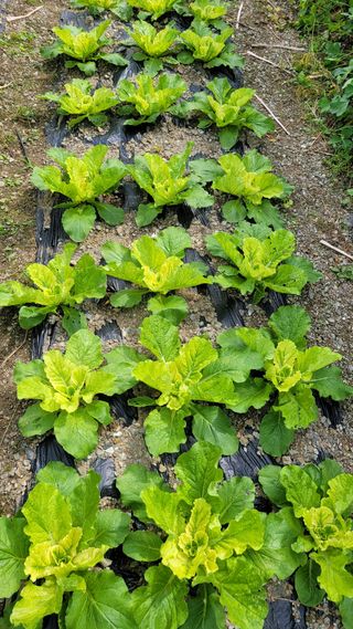 행복한아침님의 배추 · 비료•농약 작성글 사진