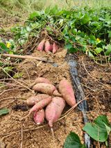 팜모닝 고구마·영농일지 게시글 이미지