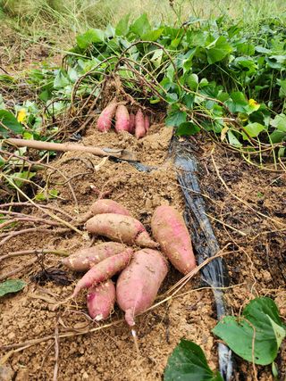 박병한님의 고구마 · 영농일지 작성글 사진