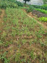 팜모닝 배추·병해충상담 게시글 이미지