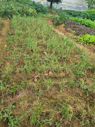 정환기님의 배추 · 병해충상담 작성글 사진