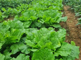 정환기님의 배추 · 병해충상담 작성글 사진