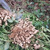 팜모닝 윷놀이 끝! 어떠셨나요?·참여글 게시글 이미지