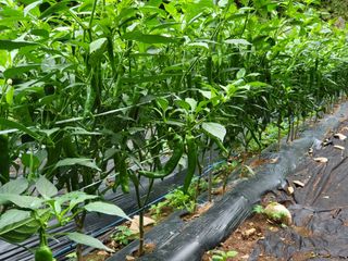 박준하님의 고추 · 수확 작성글 사진