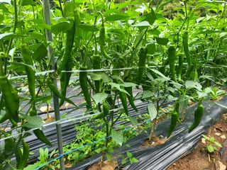 박준하님의 고추 · 수확 작성글 사진