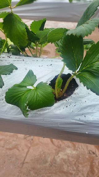 비옥토님의 자유주제 · 자유게시판 작성글 사진