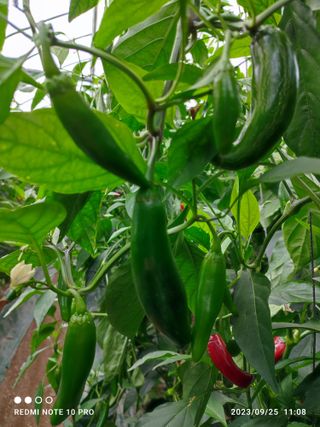 김영인님의 고추 · 수확 작성글 사진