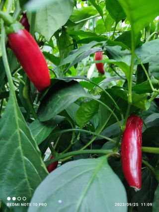 김영인님의 고추 · 수확 작성글 사진