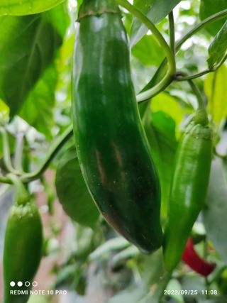 김영인님의 고추 · 수확 작성글 사진