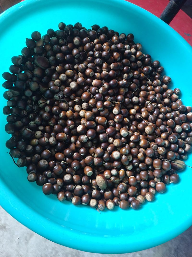 장터 상품 [도토리 8kg ] 썸네일