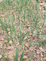 팜모닝 마늘·병해충상담 게시글 이미지