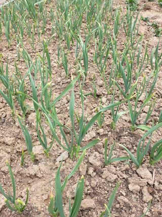 박준하님의 마늘 · 병해충상담 작성글 사진