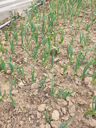 박준하님의 마늘 · 병해충상담 작성글 사진