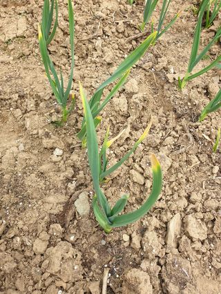 박준하님의 마늘 · 병해충상담 작성글 사진