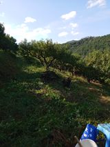 팜모닝 복숭아·영농일지 게시글 이미지