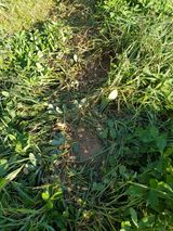 팜모닝 콩·자유게시판 게시글 이미지