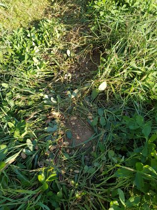 김건호님의 콩 · 자유게시판 작성글 사진