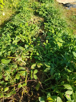 김건호님의 콩 · 자유게시판 작성글 사진