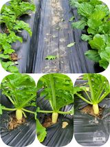 팜모닝 자유주제·자유게시판 게시글 이미지