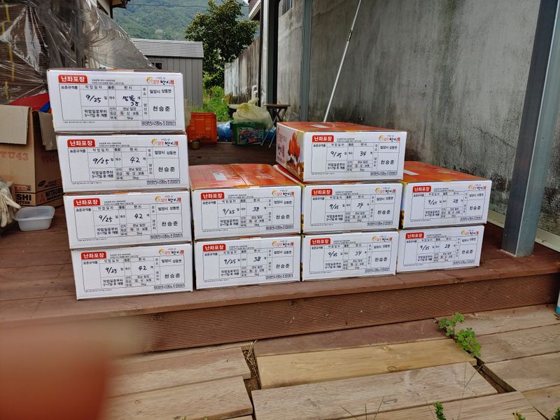 장터 상품 [반시 5kg 2개, 사과대추1키로 1개] 썸네일