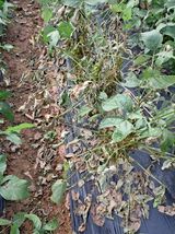 팜모닝 콩·병해충상담 게시글 이미지