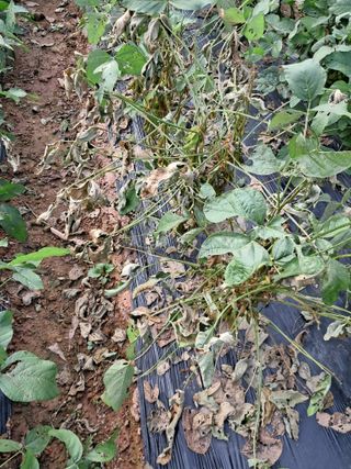 김덕영님의 콩 · 병해충상담 작성글 사진