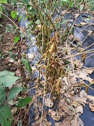 김덕영님의 콩 · 병해충상담 작성글 사진