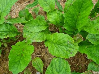 세종 연서 고복댁님의 배추 · 병해충상담 작성글 사진