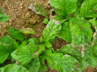 세종 연서 고복댁님의 배추 · 병해충상담 작성글 사진