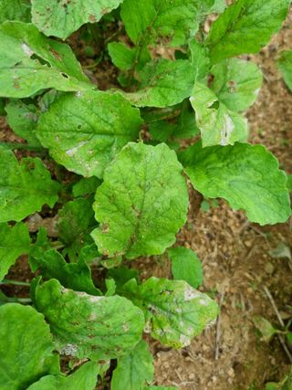 세종 연서 고복댁님의 배추 · 병해충상담 작성글 사진