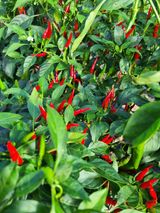 팜모닝 고추·품종•종자 게시글 이미지