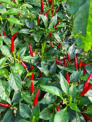 호랑이와인성이님의 고추 · 품종•종자 작성글 사진