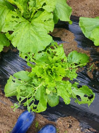 장동근님의 배추 · 병해충상담 작성글 사진