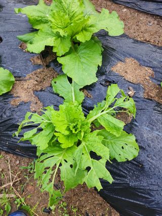 장동근님의 배추 · 병해충상담 작성글 사진