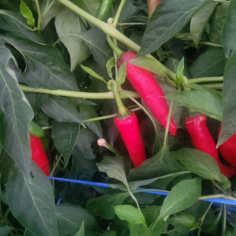 장터 상품 [아빠와딸이 농사지은 햇고춧가루600그람 한근] 썸네일