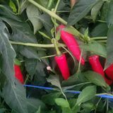 팜모닝 · 게시글 이미지