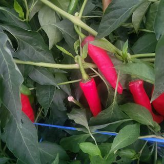 감귤해진님의 작성글 사진