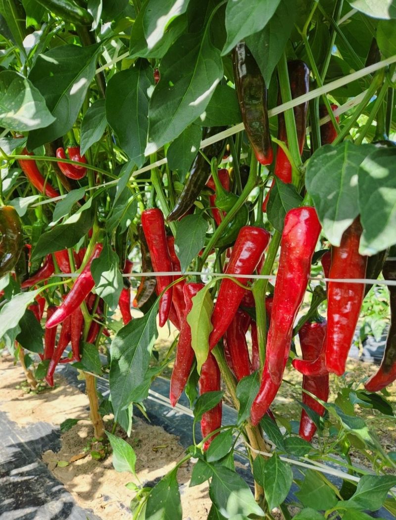 감귤해진님의 장터 판매 상품 [아빠와딸이 농사지은 햇고춧가루600그람 한근] 첨부 사진