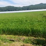 팜모닝 벼·자유게시판 게시글 이미지