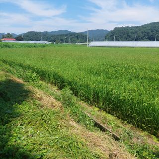 강원도 횡성군님의 벼 · 자유게시판 작성글 사진