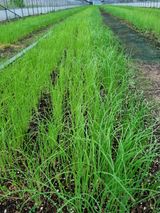 팜모닝 양파·자유게시판 게시글 이미지