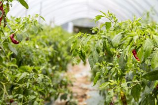 심규영님의 고추 · 병해충상담 작성글 사진