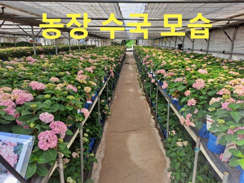 사랑꽃농장님의 장터 판매 상품 [예쁜 수국 (월동가능)] 첨부 사진