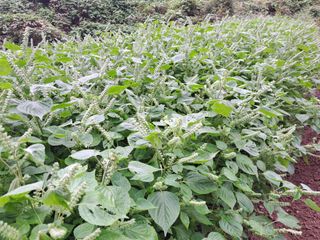 정순경님의 들깨 · 자유게시판 작성글 사진