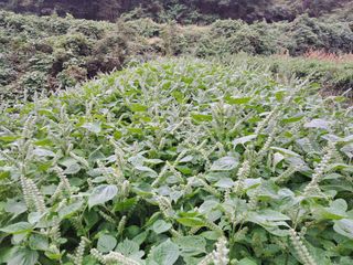 정순경님의 들깨 · 자유게시판 작성글 사진