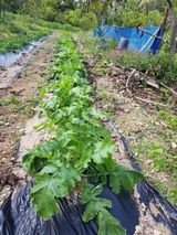 팜모닝 자유주제·자유게시판 게시글 이미지