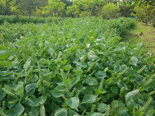 정석구님의 자유주제 · 자유게시판 작성글 사진