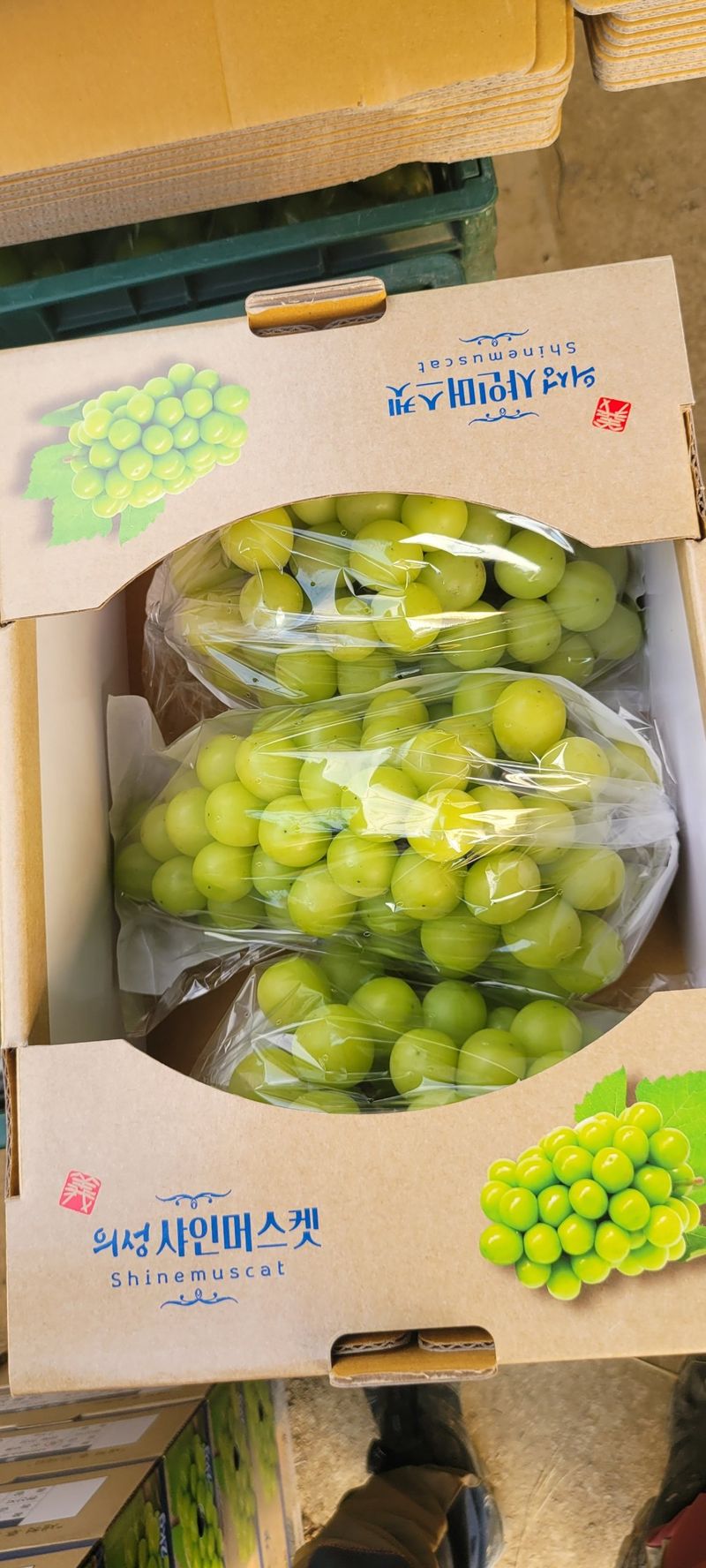 장터 상품 [샤인머스켓] 썸네일