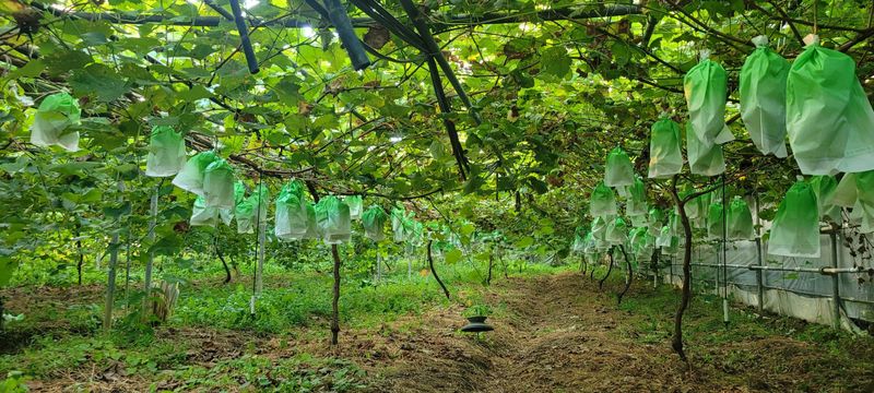 이명화님의 장터 판매 상품 [샤인머스켓] 첨부 사진
