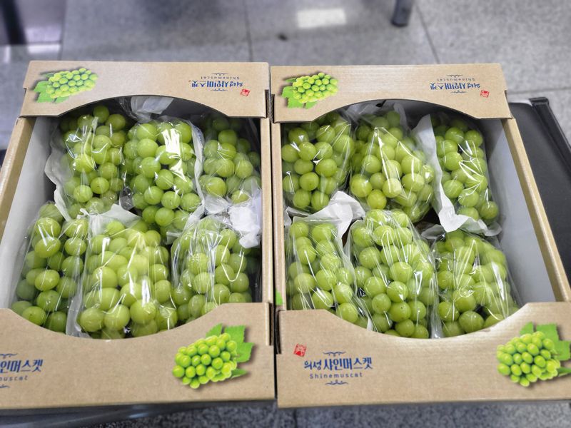 이명화님의 장터 판매 상품 [샤인머스켓] 첨부 사진